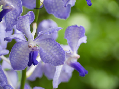 Vanda coerulea