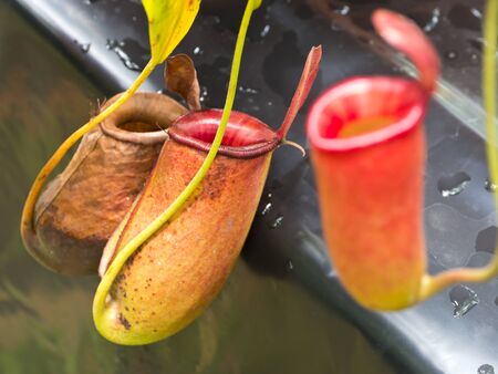 Tropical pitcher plantsの写真素材