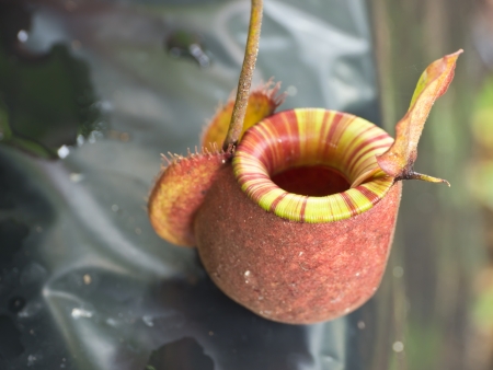 Tropical pitcher plantsの写真素材