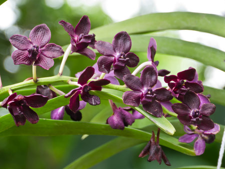 Purple orchidの写真素材