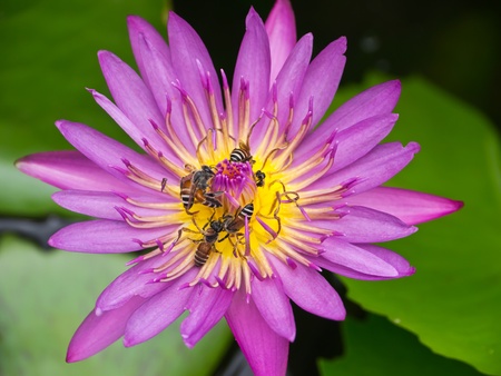 Bees on pink water lilyの写真素材