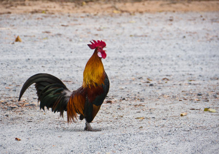Cock crow