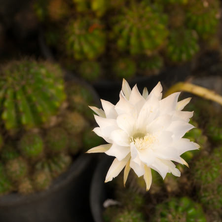 White flower of cactusの写真素材