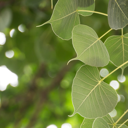 Cordate leaf or green heart-shaped leaf