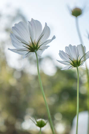 White Cosmos flowers in the fieldの写真素材