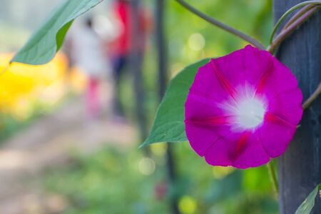 Colorful morning glory flowers on the fenceの写真素材