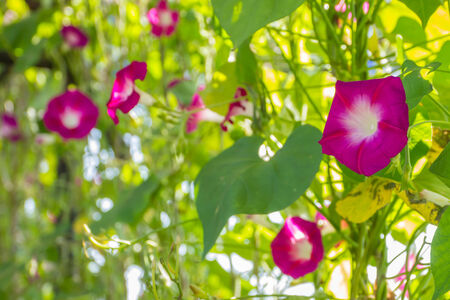 Colorful morning glory flowers on the fenceの写真素材