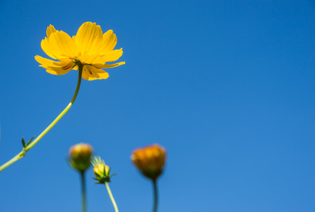 Cosmos flowersの写真素材