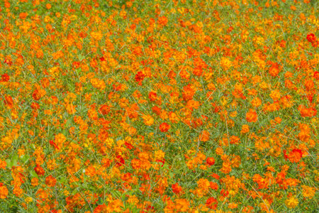 Cosmos flowers field in countrysideの写真素材