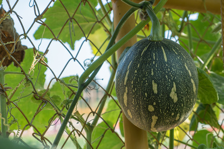 Gourd plant in Thailand local farmの写真素材