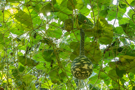 Bottle gourd or Calabash in the gardenの写真素材