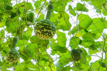 Bottle gourd or Calabash in the gardenの写真素材