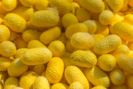 Yellow silkworm  cocoonsの写真素材