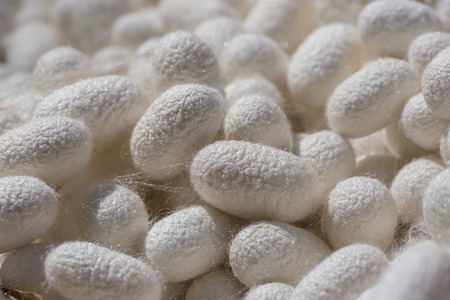 White silkworm  cocoonsの写真素材