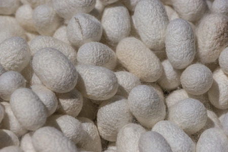 White silkworm  cocoonsの写真素材