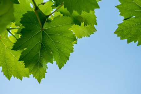 Green vine leaves in blue sky background