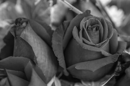 Roses in black and whiteの写真素材