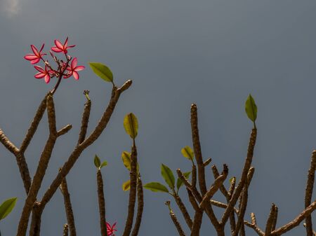Plumeria flowers with the blue sky in the backgroundの写真素材