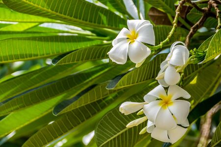 Plumeria or Templetree, tropical plant in Thailandの写真素材