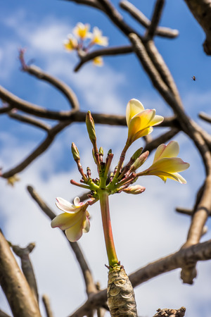 Plumeria or Templetree, tropical plant in Thailandの写真素材