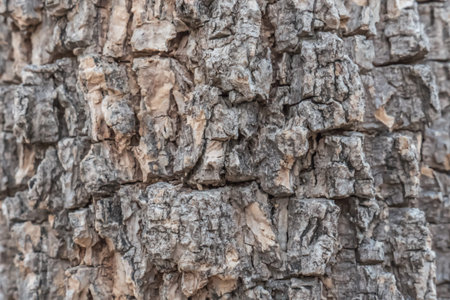 Pattern of wood bark skin of natural treeの写真素材
