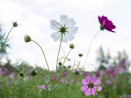 Cosmos flowersの写真素材