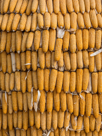 Corn farmの写真素材