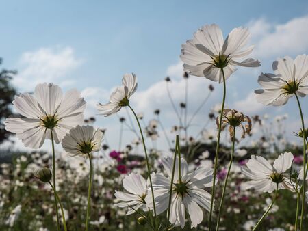 Cosmos flowersの写真素材