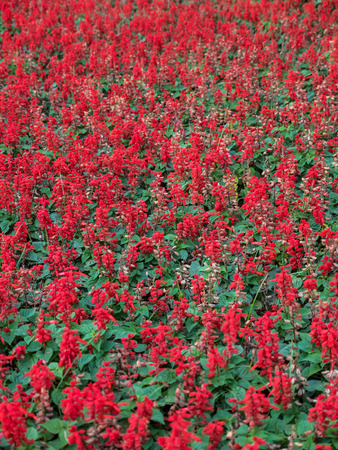 Red flowers fieldの写真素材