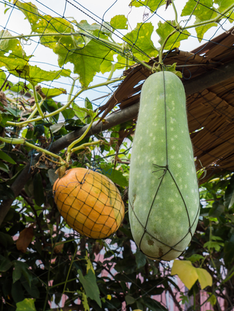 Bottle gourd, Calabashの写真素材