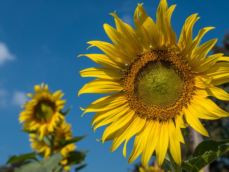 Sunflower fieldの写真素材