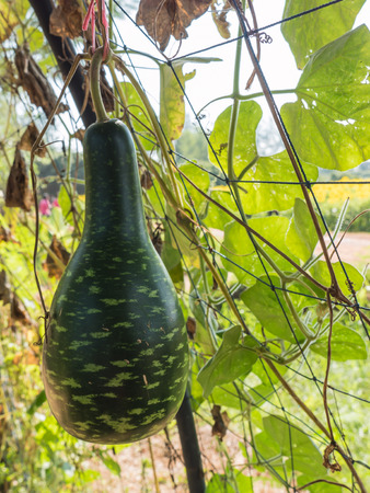 Bottle gourd, Calabashの写真素材