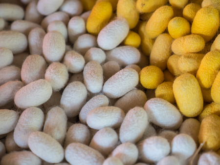 Silkworm Cocoonsの写真素材