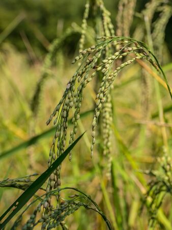 Ear of paddyの写真素材