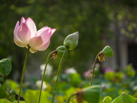 Lotus flower in natural pondの写真素材