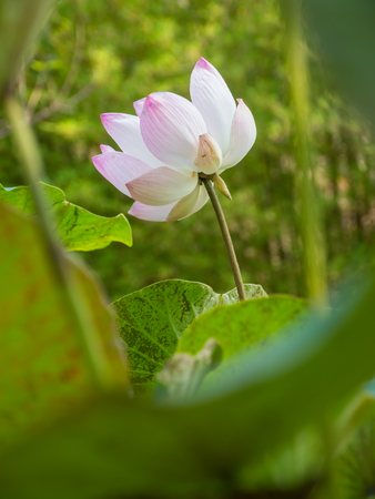 Lotus flower in natural pondの写真素材