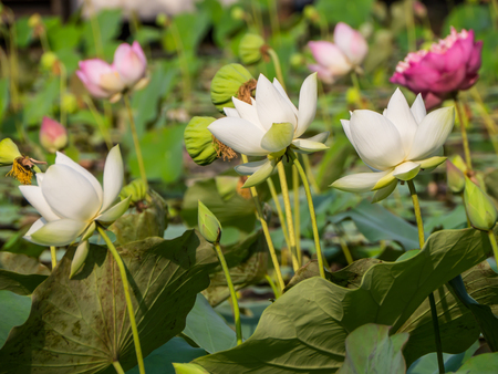 Lotus flower in natural pondの写真素材