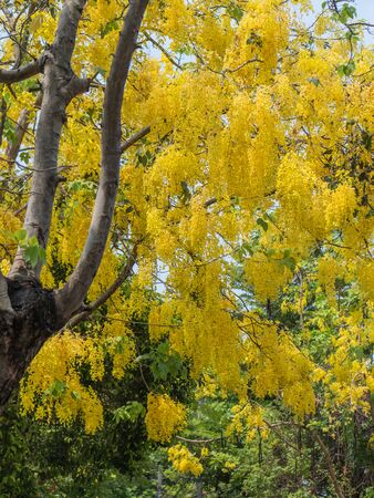 Golden shower tree or Cassia fistulaの写真素材