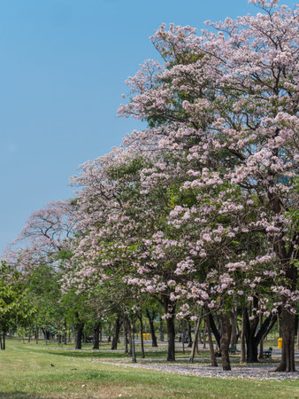 Pink trumpet tree or Pink tecoma in park