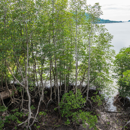 Root of tree in mangrove forest