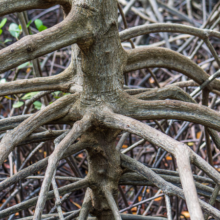 Root of tree in mangrove forestの写真素材