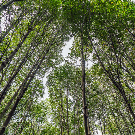 Mangrove forest in Thailandの写真素材