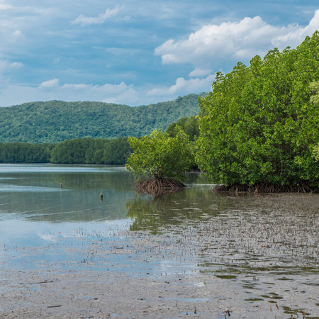 Landscape of mangrove forest, sea and mountain
