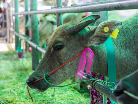 Save cattle at slaughterhouse, release them to farmの写真素材