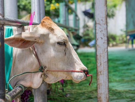 Save cattle at slaughterhouse, release them to farmの写真素材