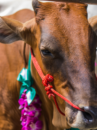 Save cattle at slaughterhouse, release them to farmの写真素材