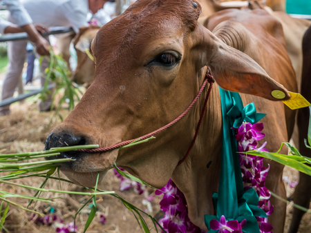 Release cattle at slaughterhouse to agriculture farmの写真素材