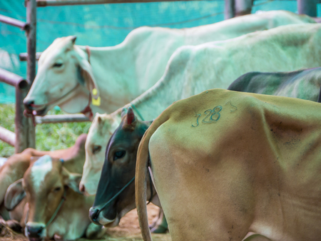 Release cattle at slaughterhouse to agriculture farmの写真素材