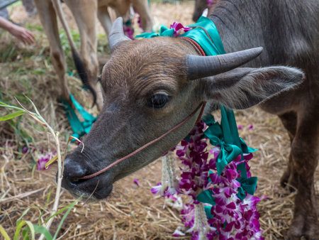 Release cattle at slaughterhouse to agriculture farmの写真素材