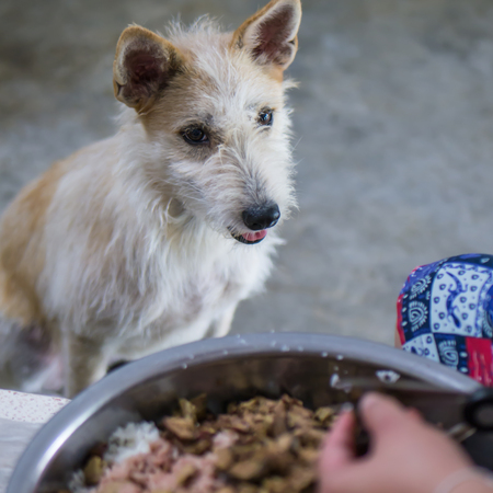 Puppy dog is looking at foodの写真素材